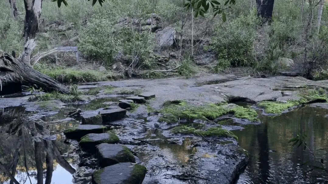 Forestville Suburb and Park